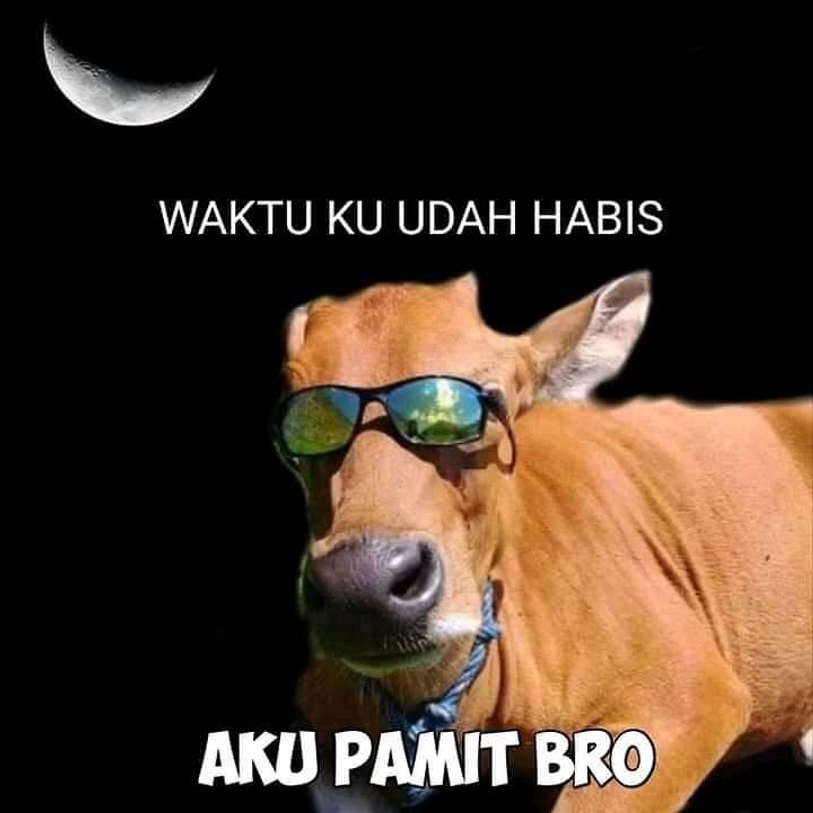 16 Meme Idul Adha Kocak Tentang Hewan Kurban