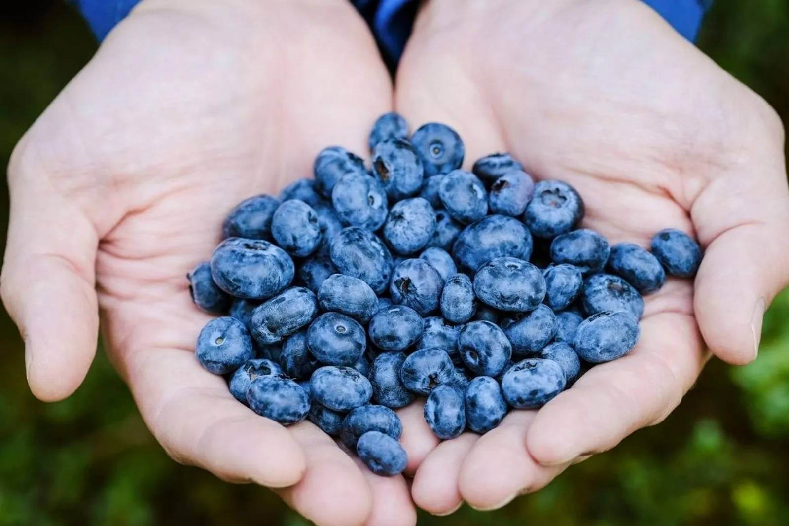 7 Manfaat Blueberry untuk Kecantikan yang Wajib Diketahui