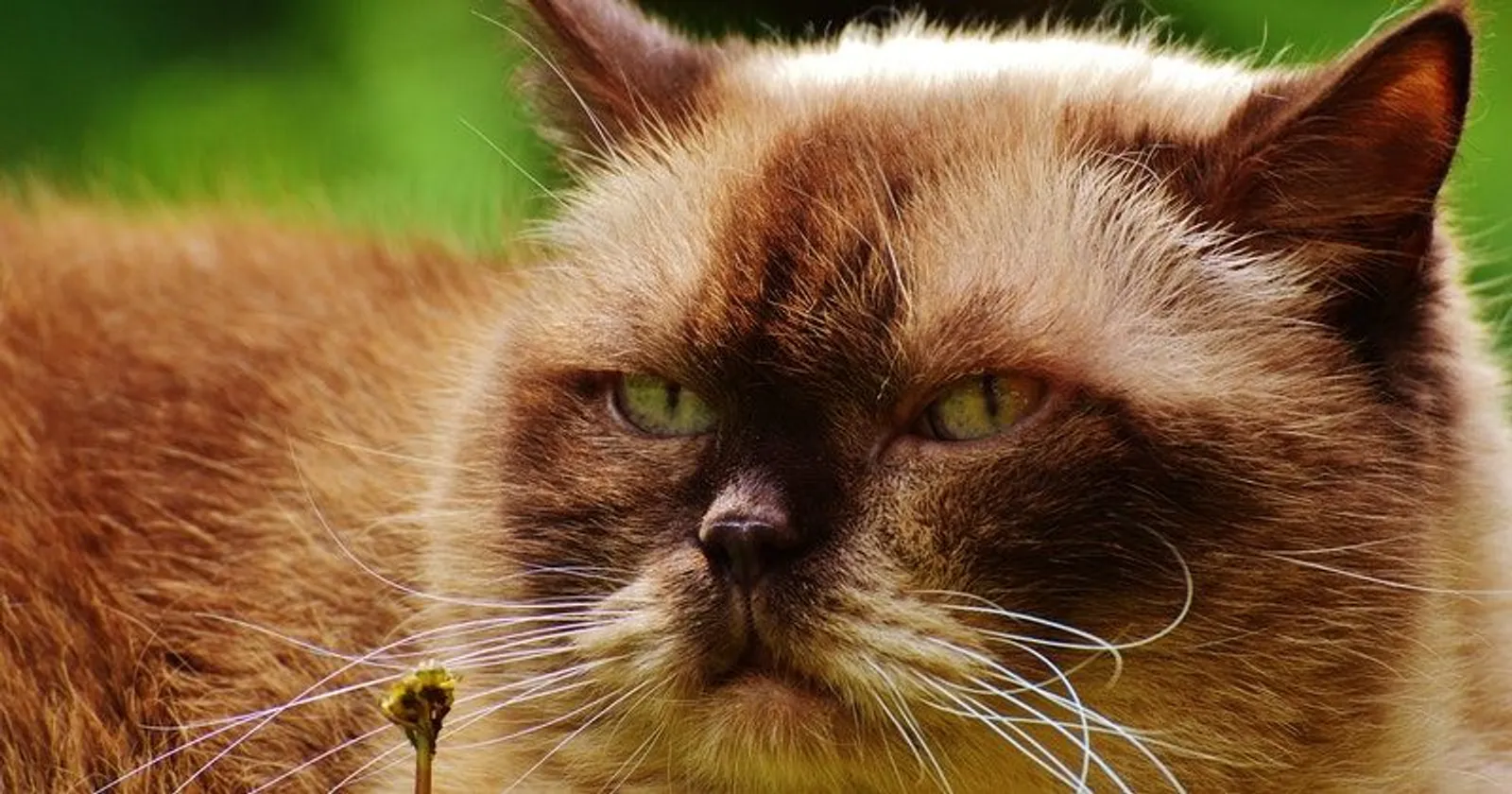 7 Tips Cara Merawat Kucing Persia agar Jauh dari Penyakit dan Kutu