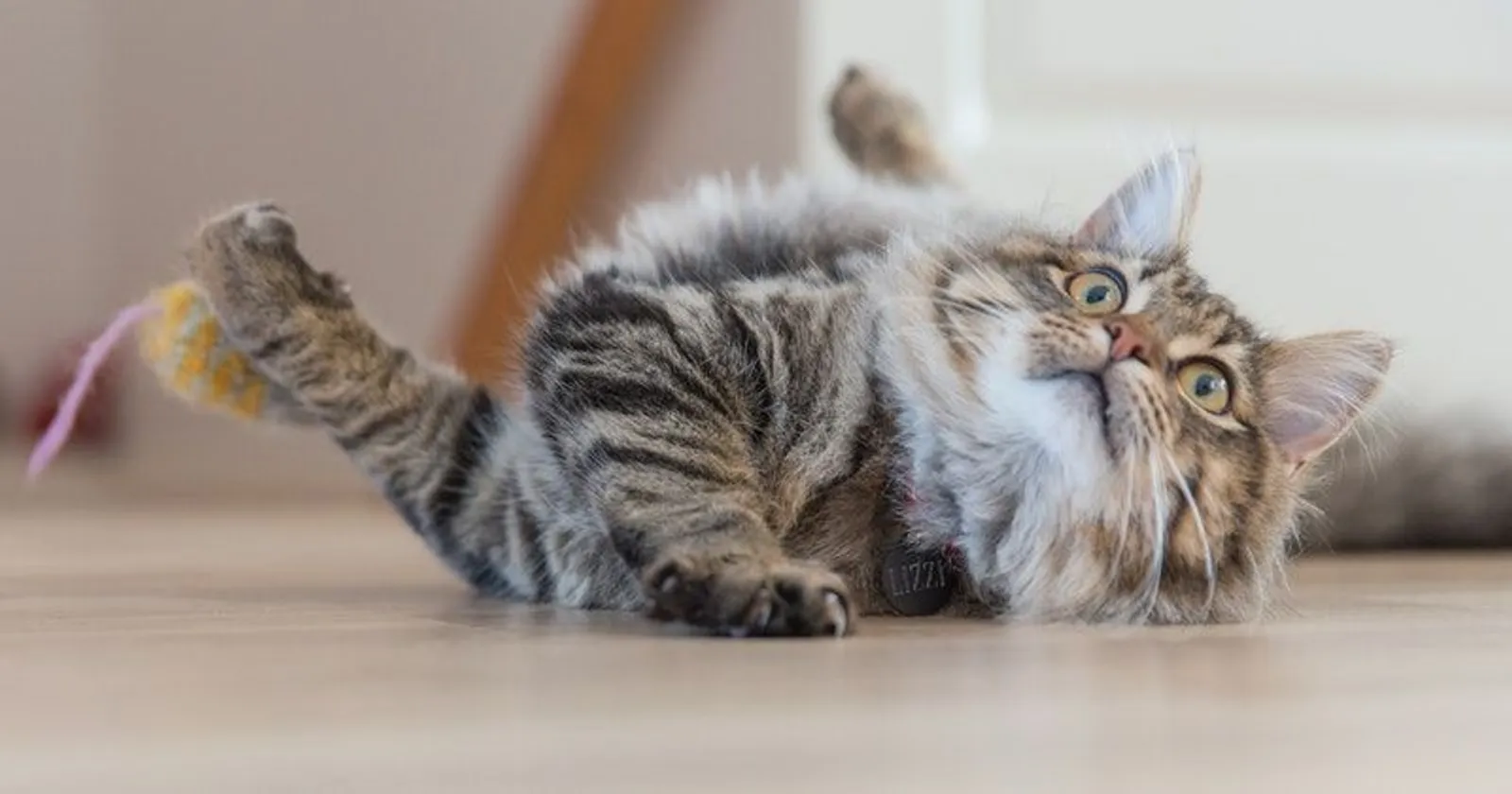 7 Tips Cara Merawat Kucing Persia agar Jauh dari Penyakit dan Kutu