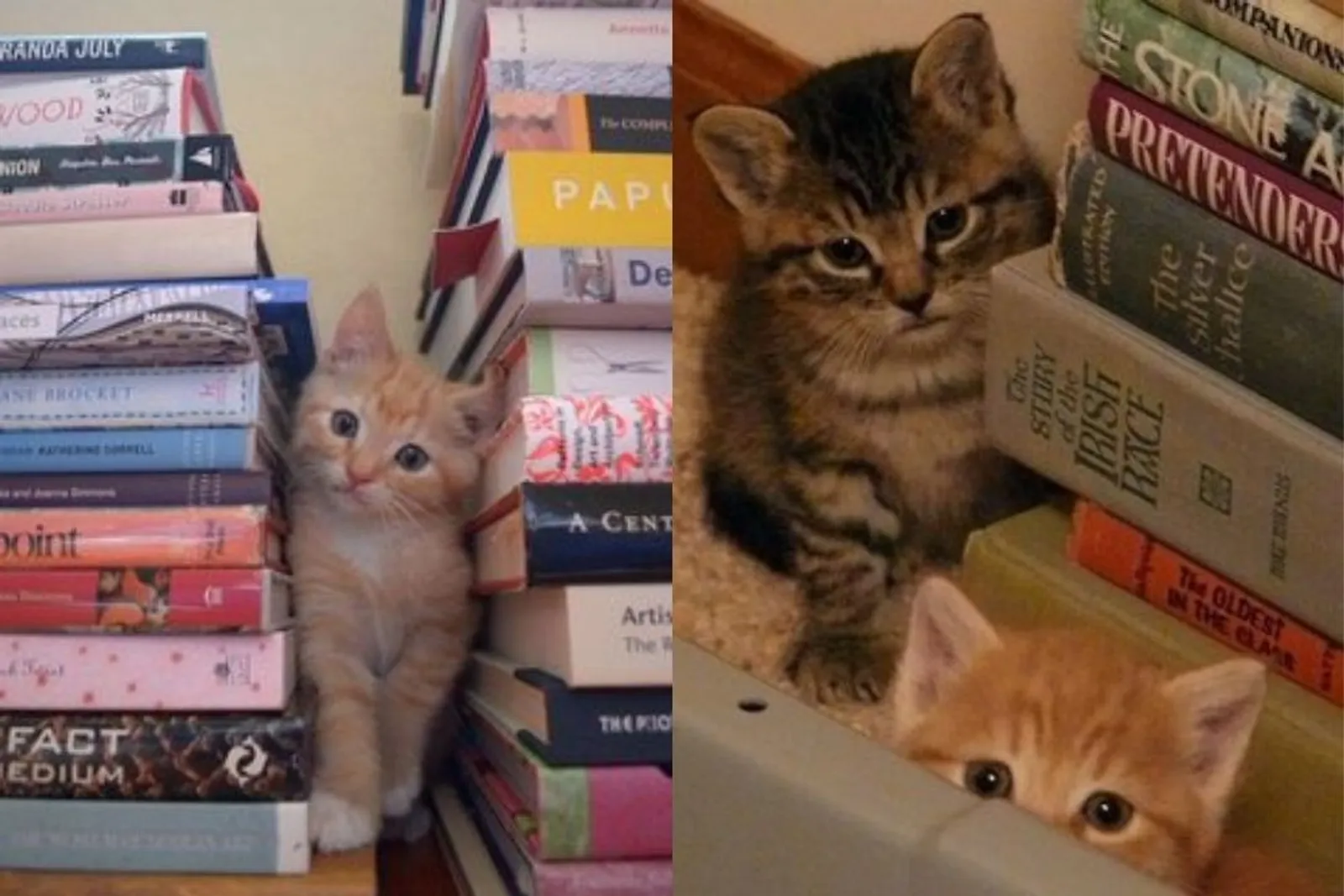 12 Foto Ini Menjadi Bukti Patung Kucing Maneki Neko Bisa Hidup!
