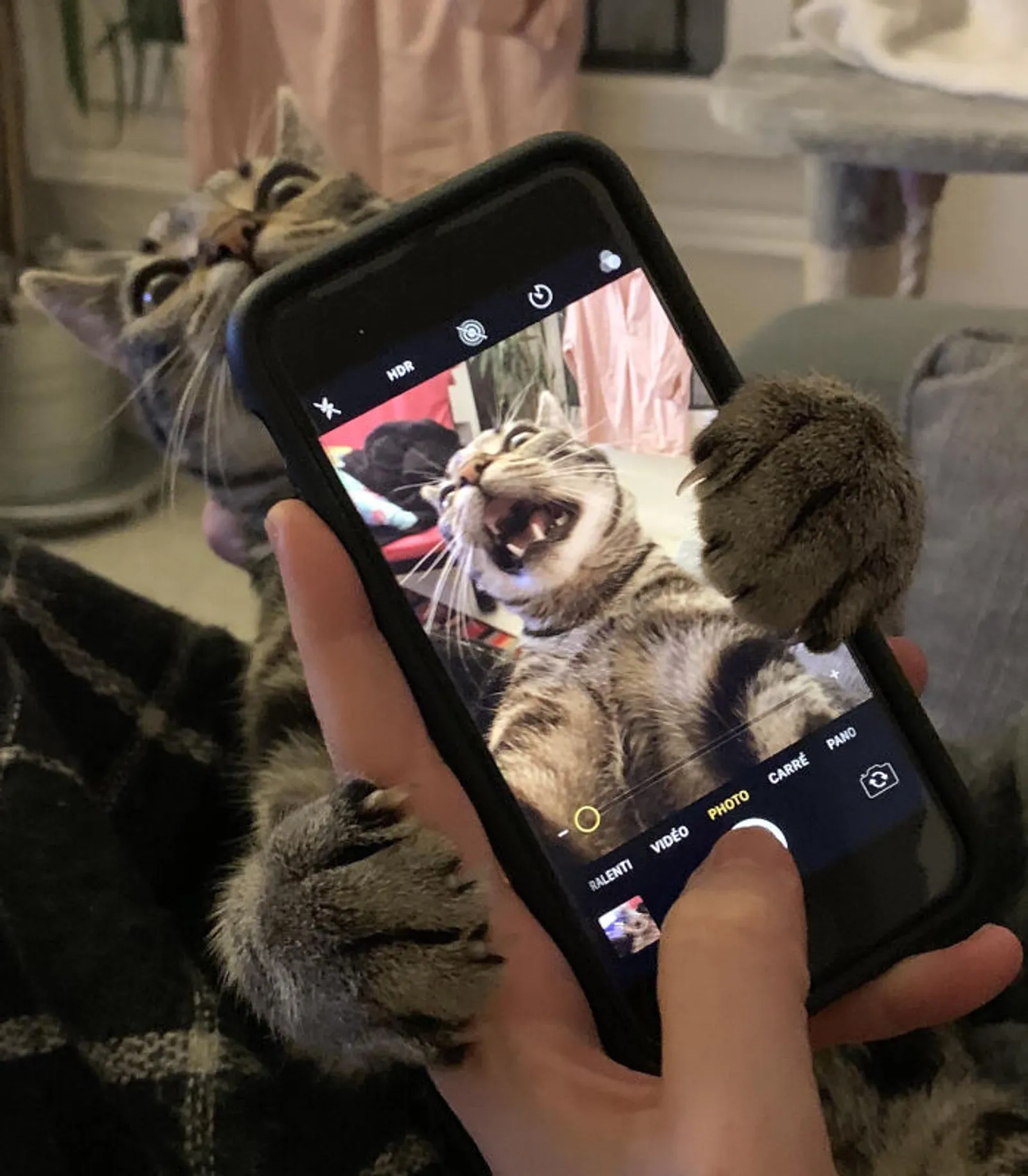 12 Foto Terbaru, Tingkah Kucing yang Bikin Ngakak Abis! 