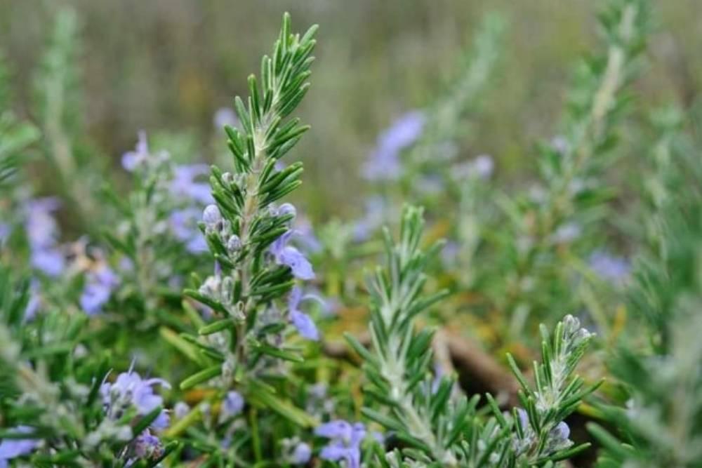 7 Tips Menanam dan Merawat Tanaman Rosemary agar Tetap Sehat