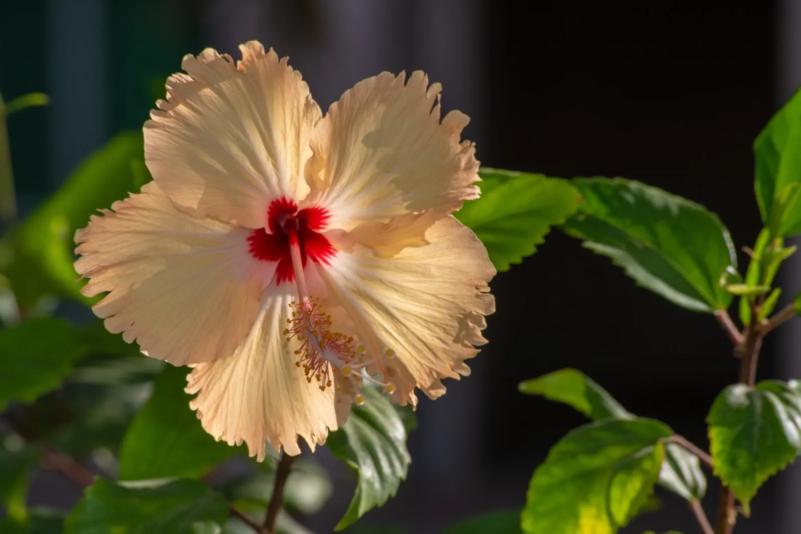 11 Jenis Tanaman Hias Bunga Cantik untuk Halaman Rumah