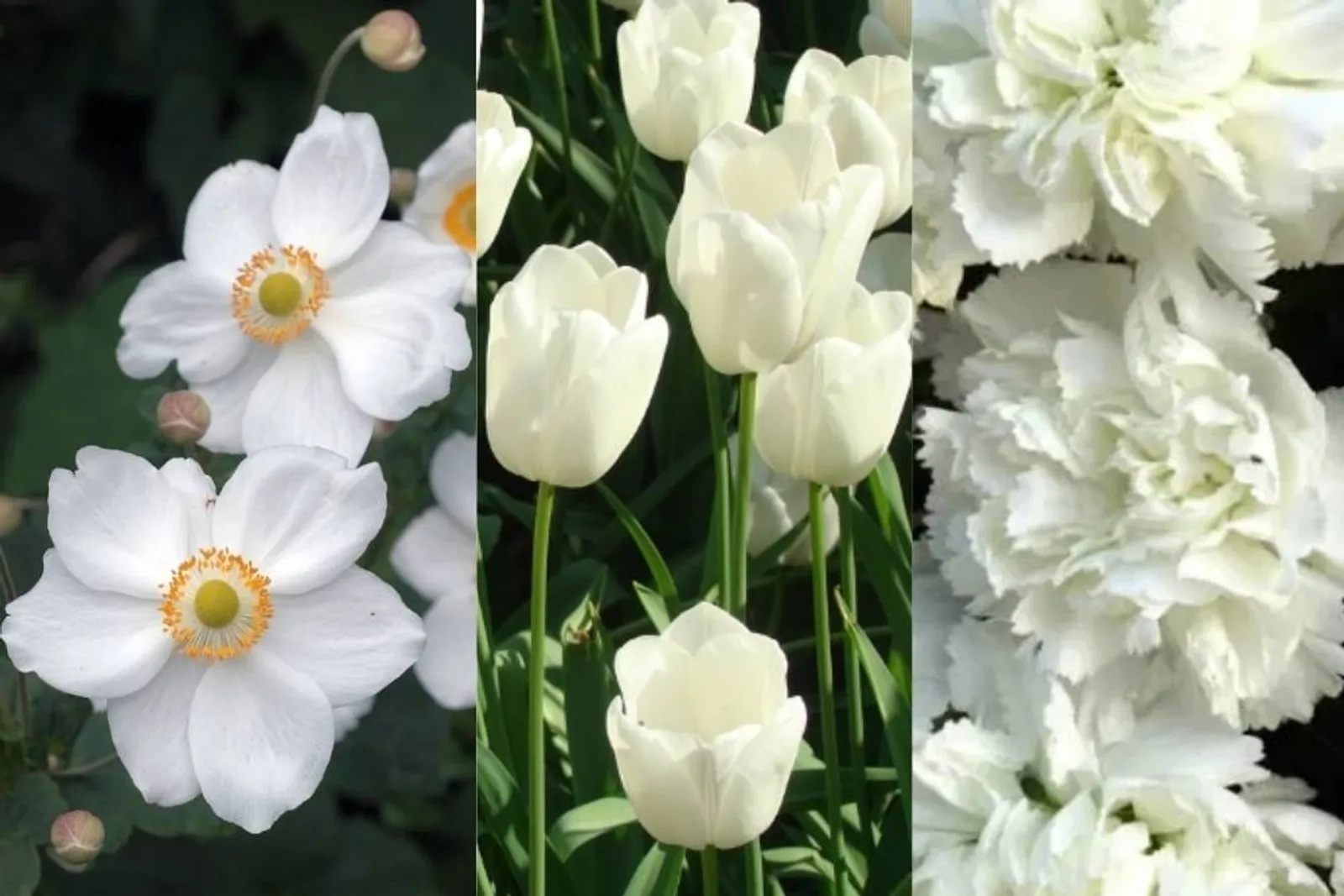 Rekomendasi 7 Bunga Kelopak Putih, untuk Percantik Rumah Kamu