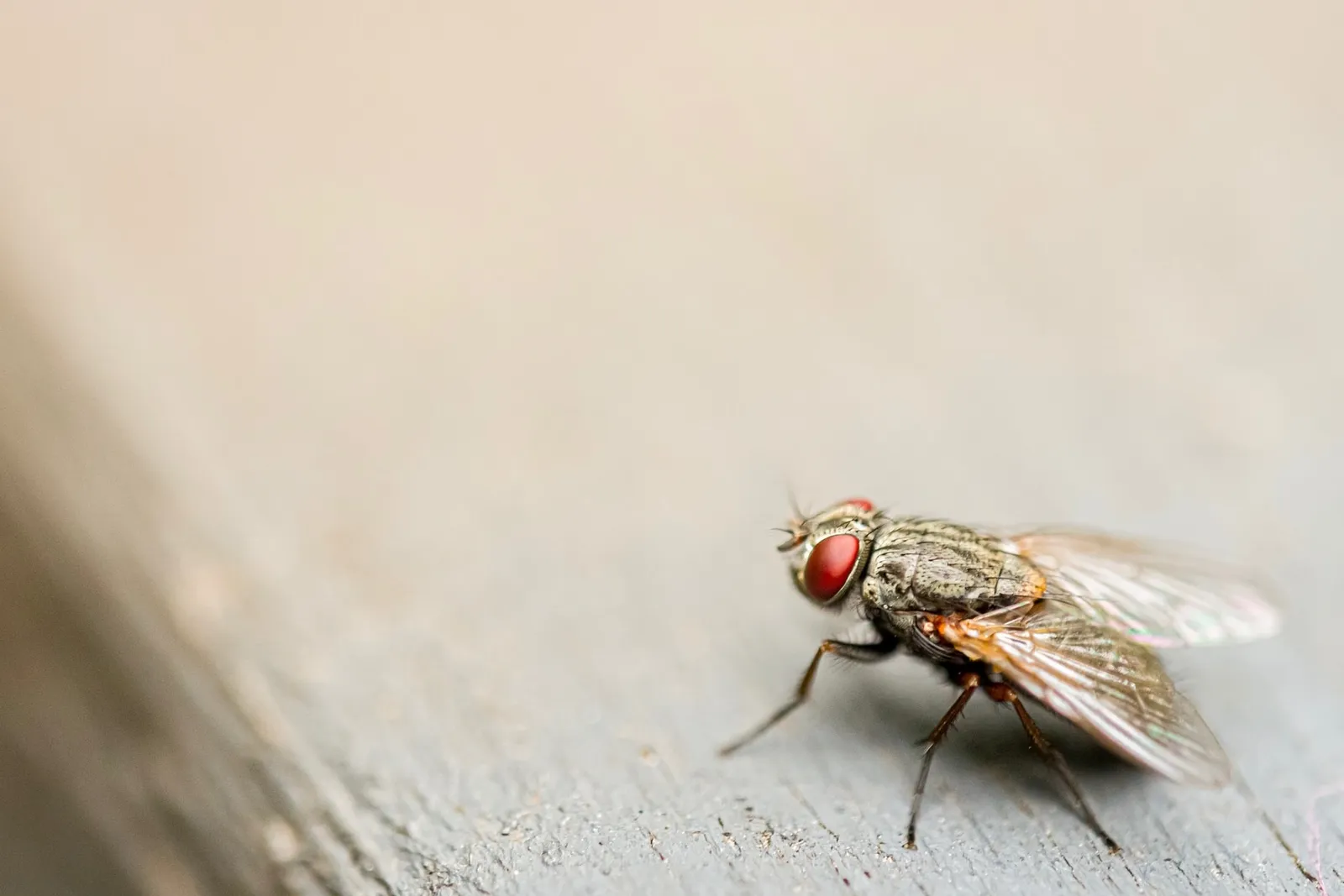 10 Cara Mengusir Lalat di Rumah Ini, Ampuh Banget!