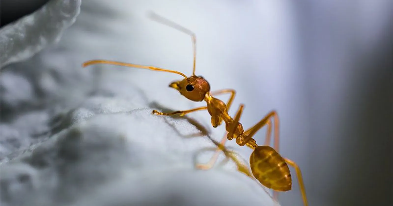 7 Cara Mengusir Semut Anti Ribet, Ketahui Penyebabnya