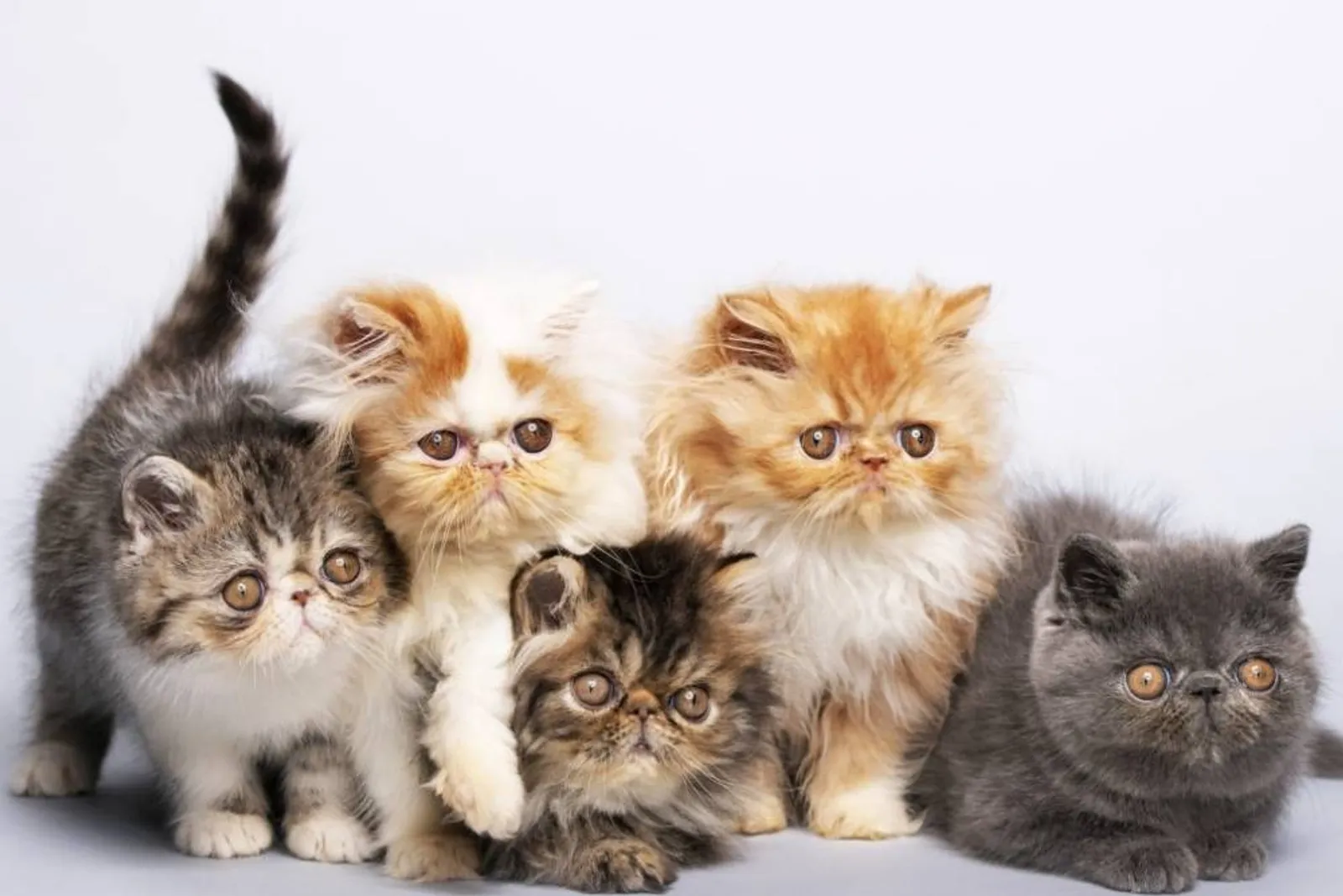 7 Cara Merawat Kucing Angora, Buat Kamu Pencinta Kucing 