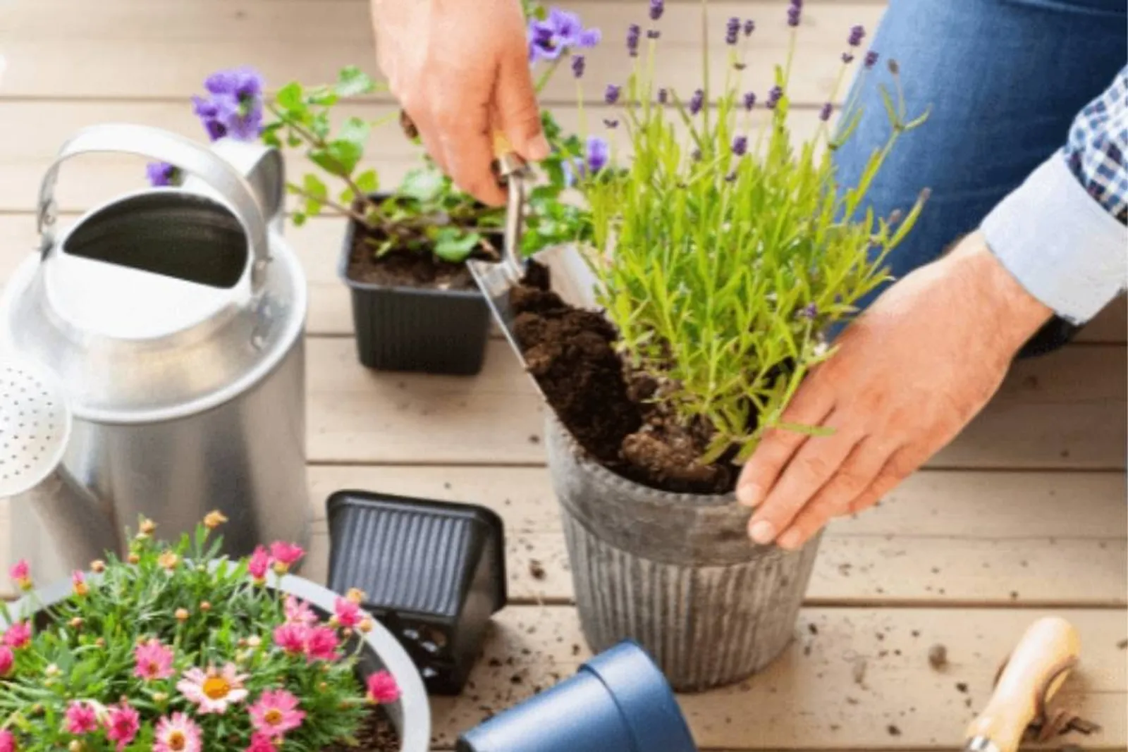 9 Cara Merawat Lavender di Rumah agar Tumbuh Subur