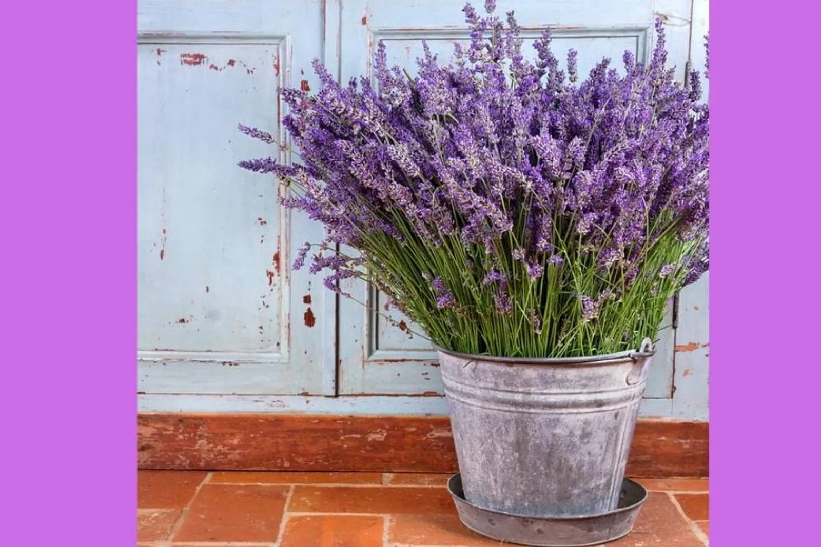 9 Cara Merawat Lavender di Rumah agar Tumbuh Subur