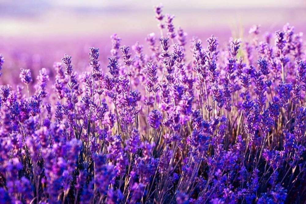 9 Cara Merawat Lavender di Rumah Agar Tumbuh Subur