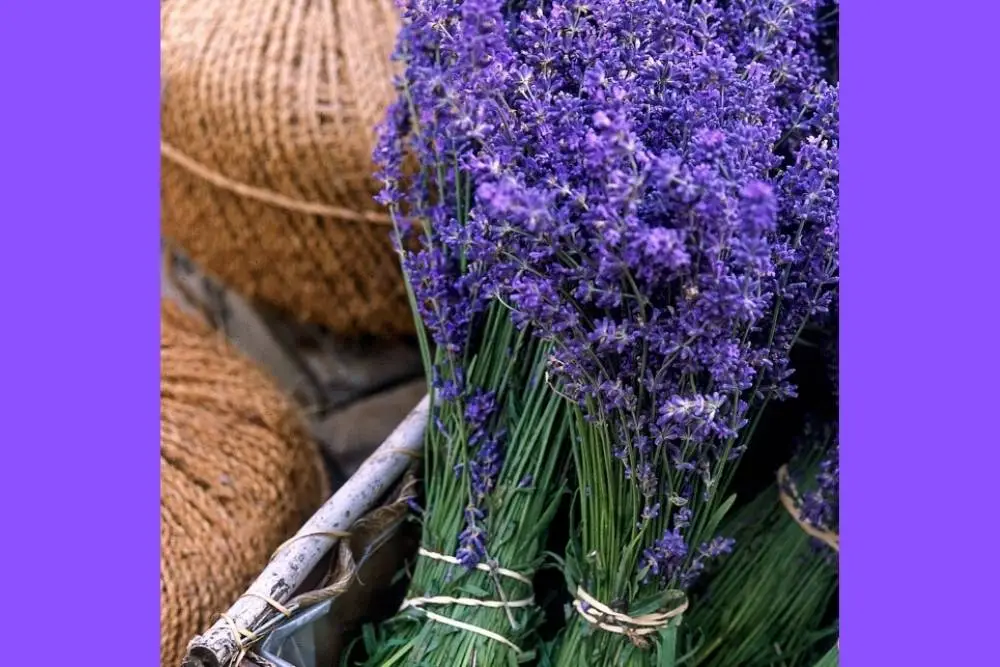 9 Cara Merawat Lavender di Rumah agar Tumbuh Subur