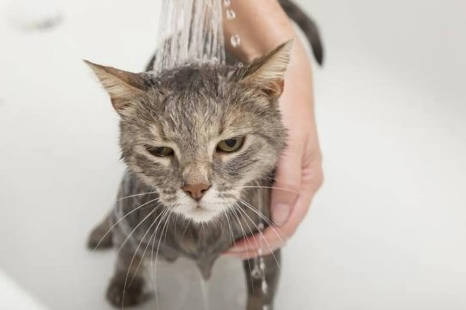 Inilah 7 Cara Mencegah Kucing Buang Kotoran di Halaman Rumah