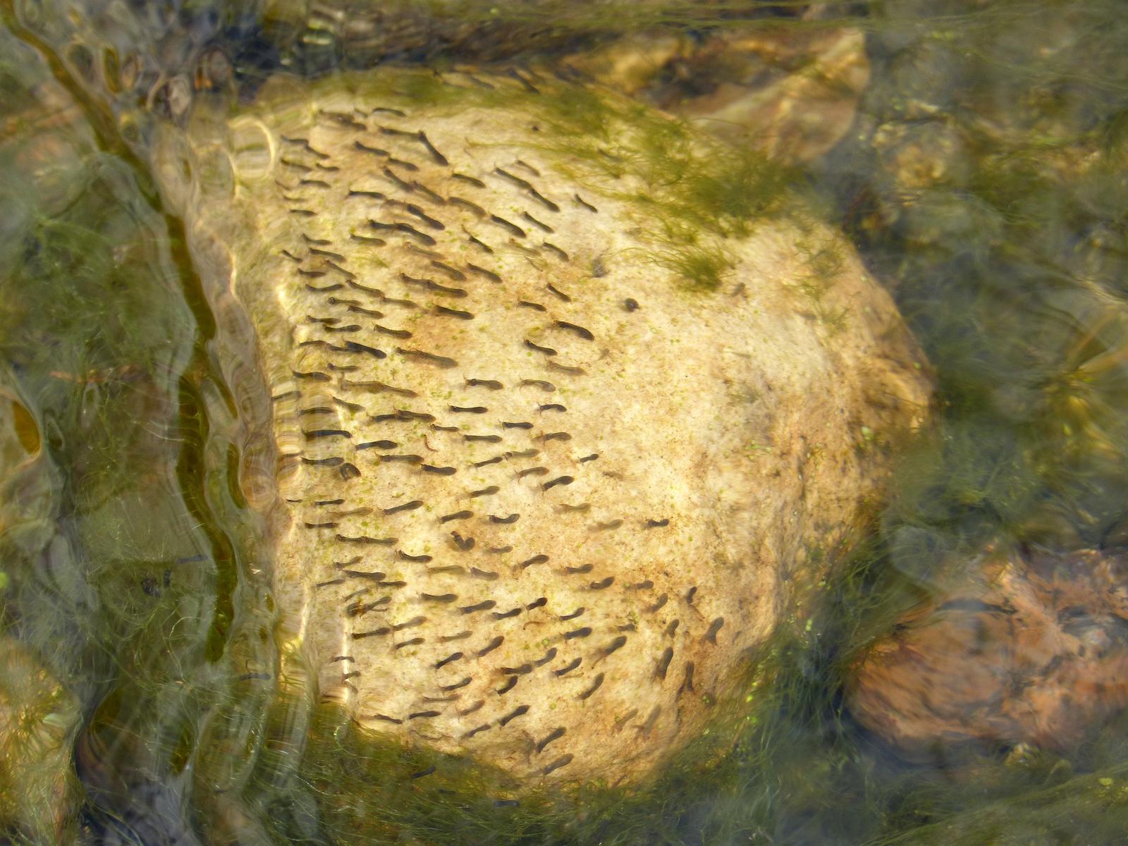 Lebih Cantik dan Sehat, Ini 10 Rekomendasi Makanan Ikan Cupang 