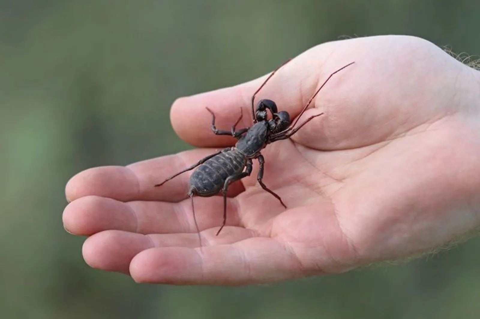 7 Fakta Ketonggeng, Serangga Musim Hujan yang Memiliki Bau Menyengat