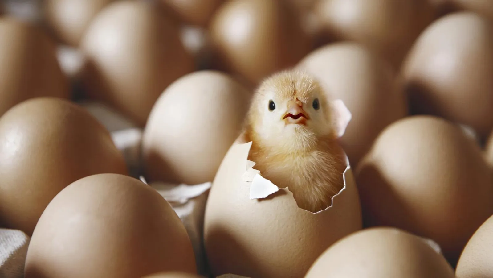 Duluan Ayam atau Telur? Ini Jawabannya!