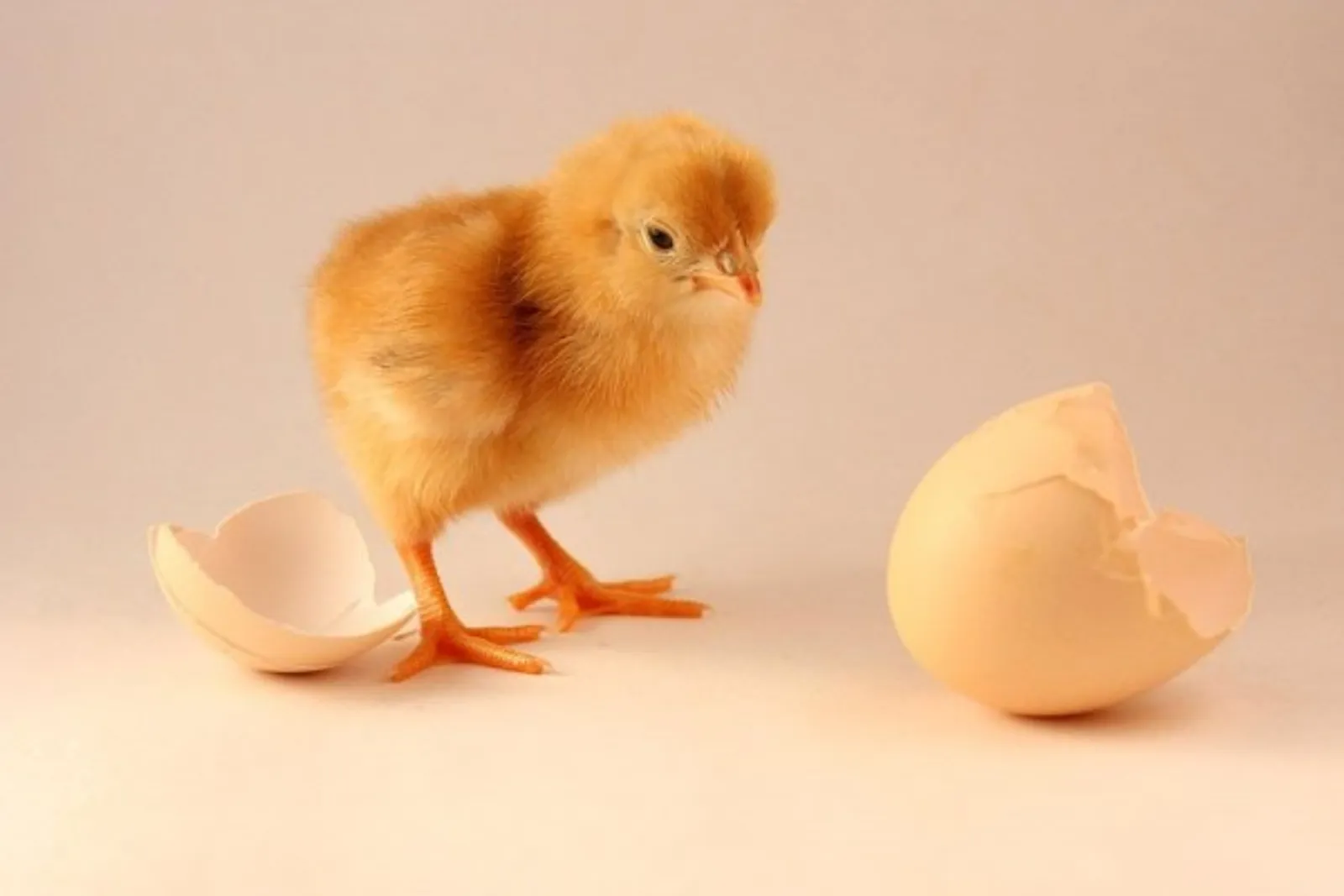 Duluan Ayam atau Telur? Ini Jawabannya!