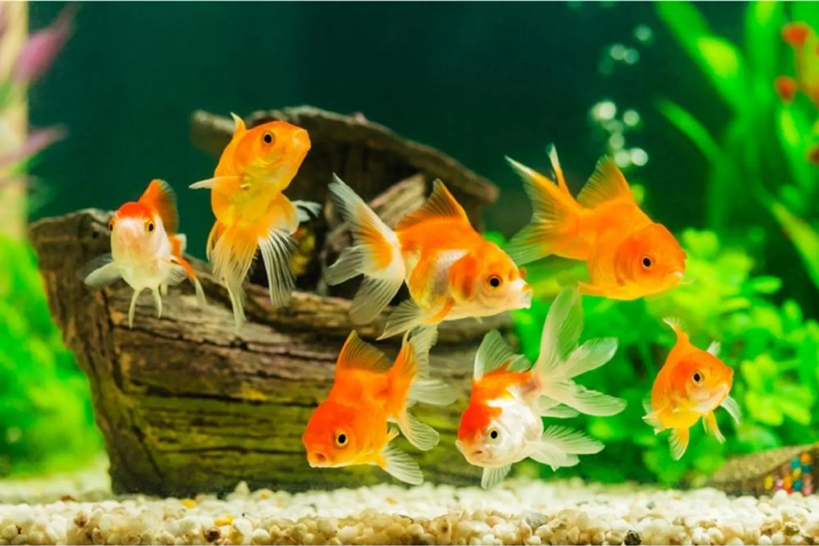 Tumbuh Sehat, 7 Cara Merawat Ikan Hias di dalam Akuarium untuk Pemula
