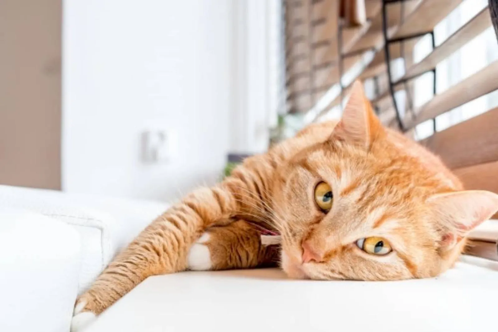 Awas Penyakit Menular! Ini 5 Cara Menghilangkan Jamur pada Kucing