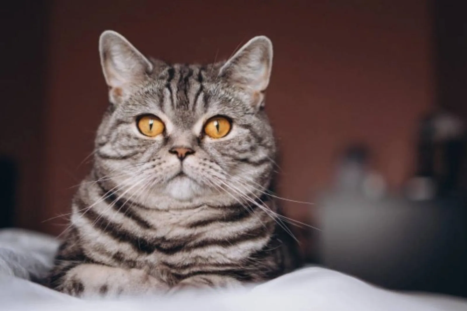 Ini 5 Cara Menghilangkan Jamur pada Kucing, Cegah Sebelum Menular!