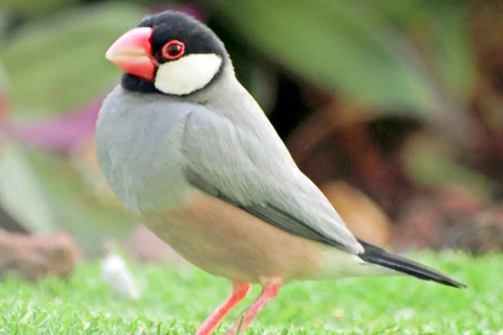 7 Jenis Burung yang Membawa Keberuntungan Menurut Primbon Jawa