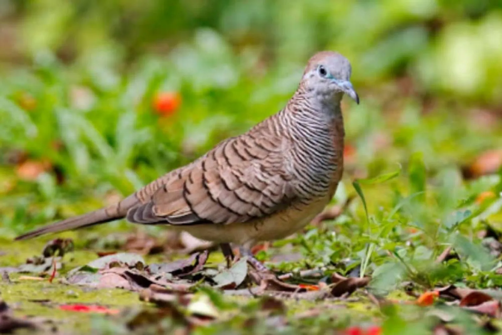 7 Jenis Burung yang Membawa Keberuntungan Menurut Primbon Jawa