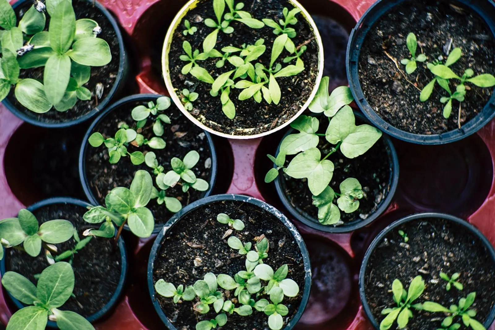 Punya Banyak Manfaat, Ini 10 Alasan Kamu Harus Memulai Urban Gardening