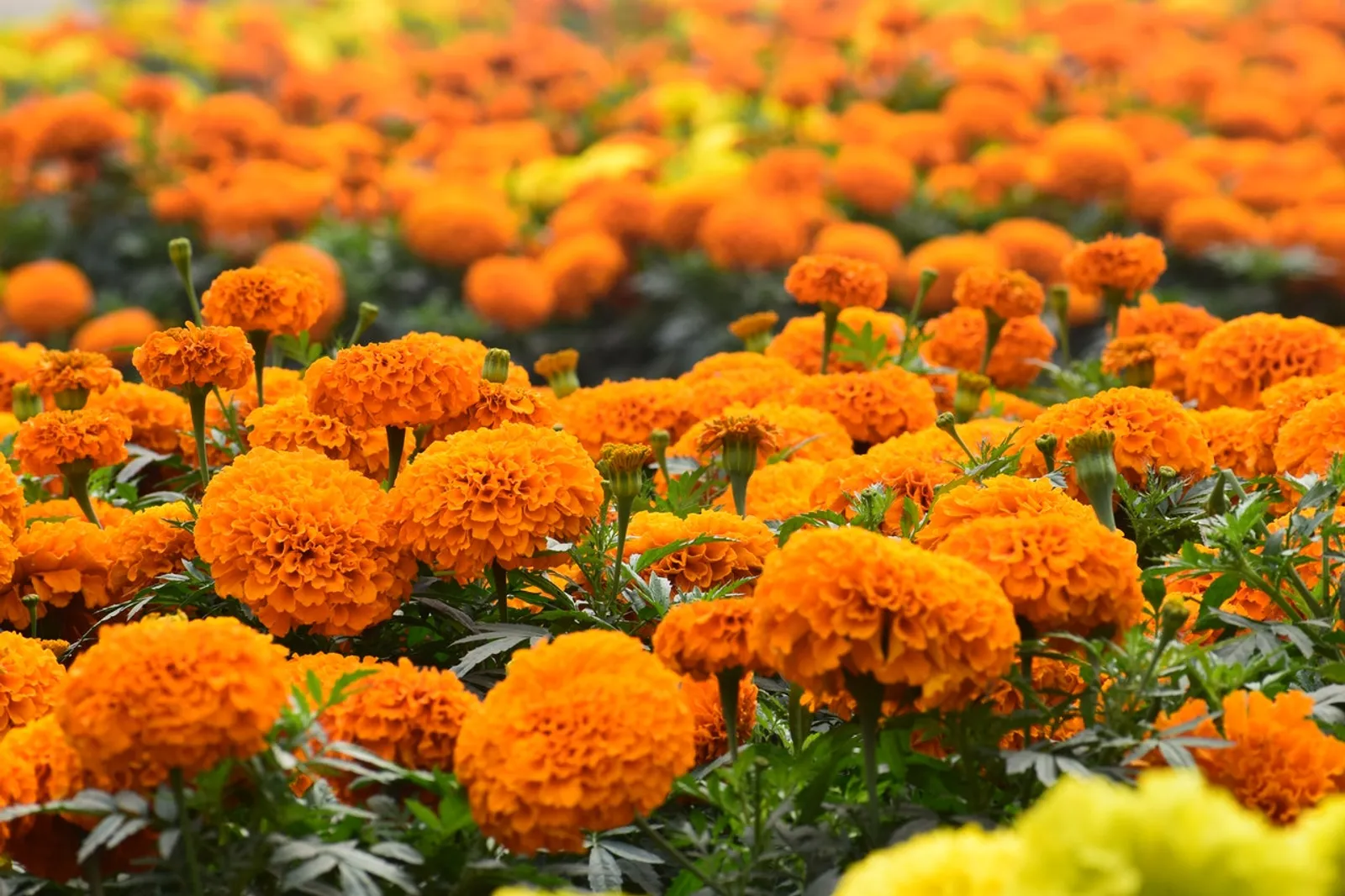 Bikin Segar Mata, Ini 7 Tanaman Berwarna Oranye yang Cerah