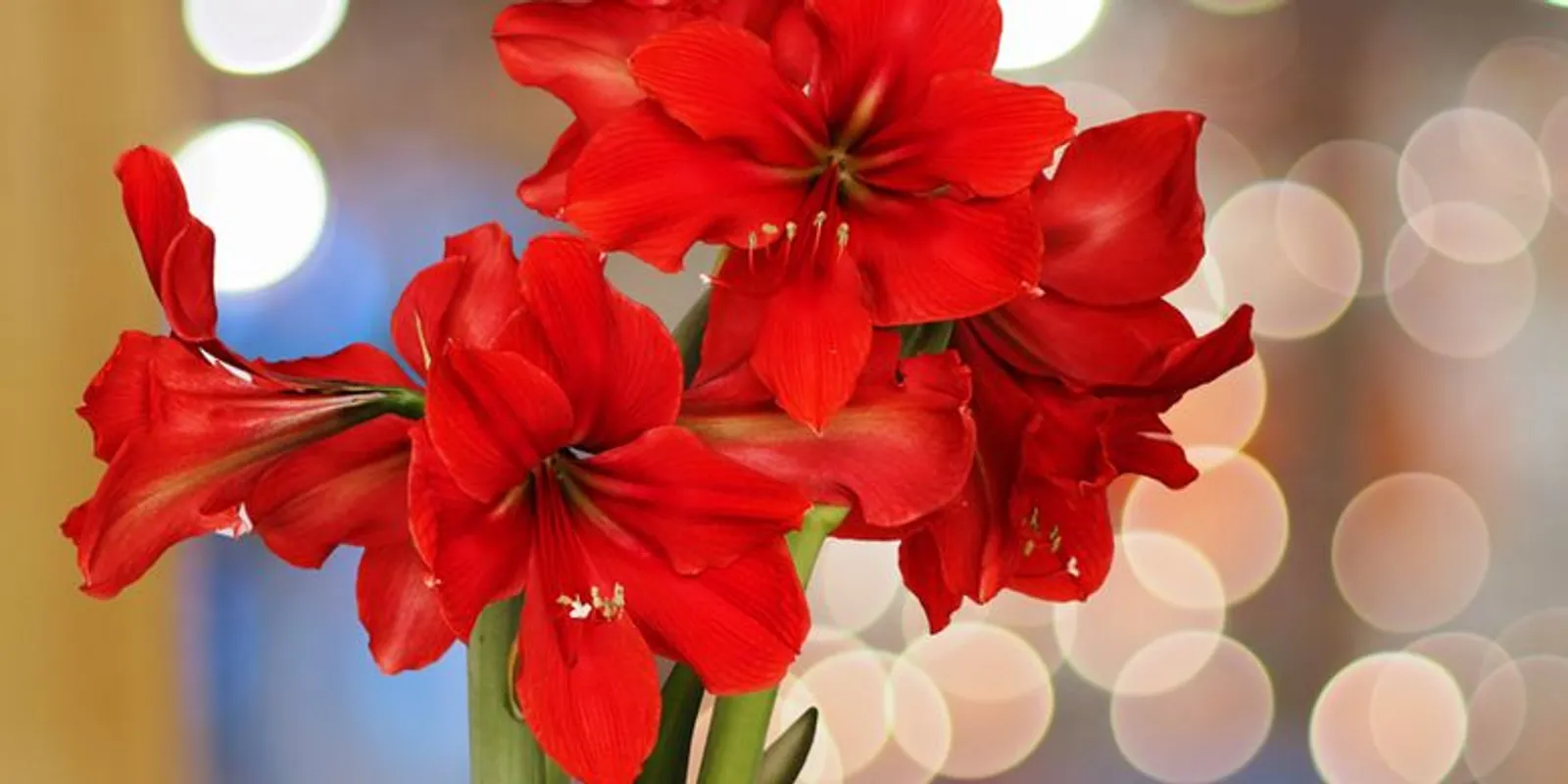 Rayakan Natal dengan 8 Bunga Tahan Lama untuk Percantik Dekorasi Rumah