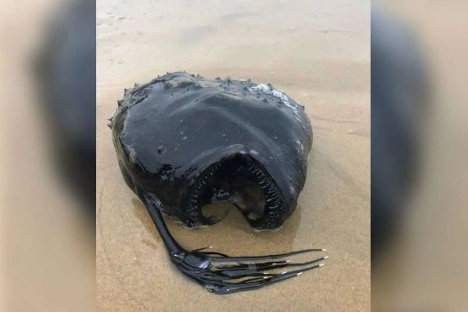 7 Makhluk Aneh yang Pernah Terdampar di Pantai, Bikin Heboh