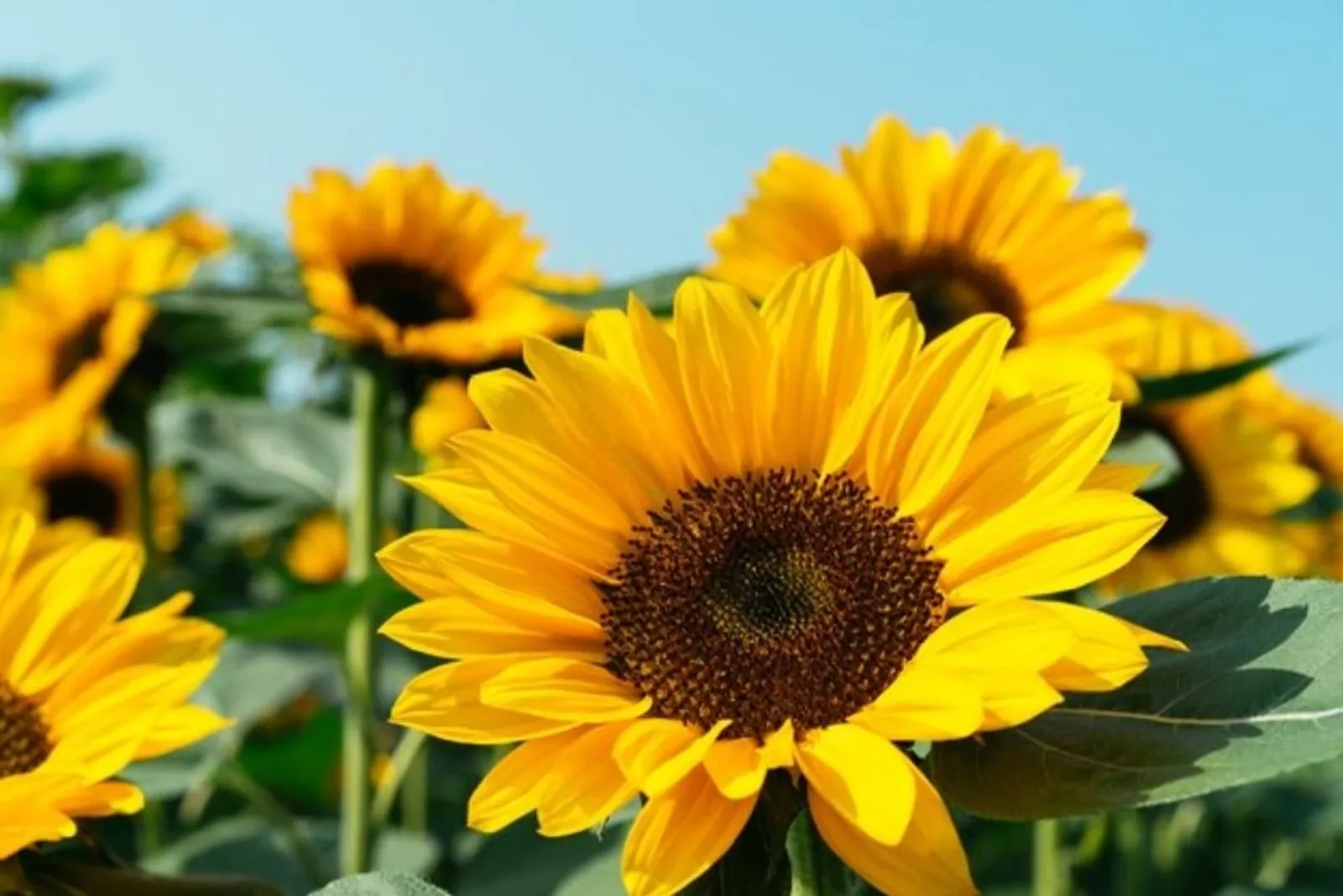 Suka Berkebun? Ini 5 Cara Merawat Bunga Matahari untuk Pemula