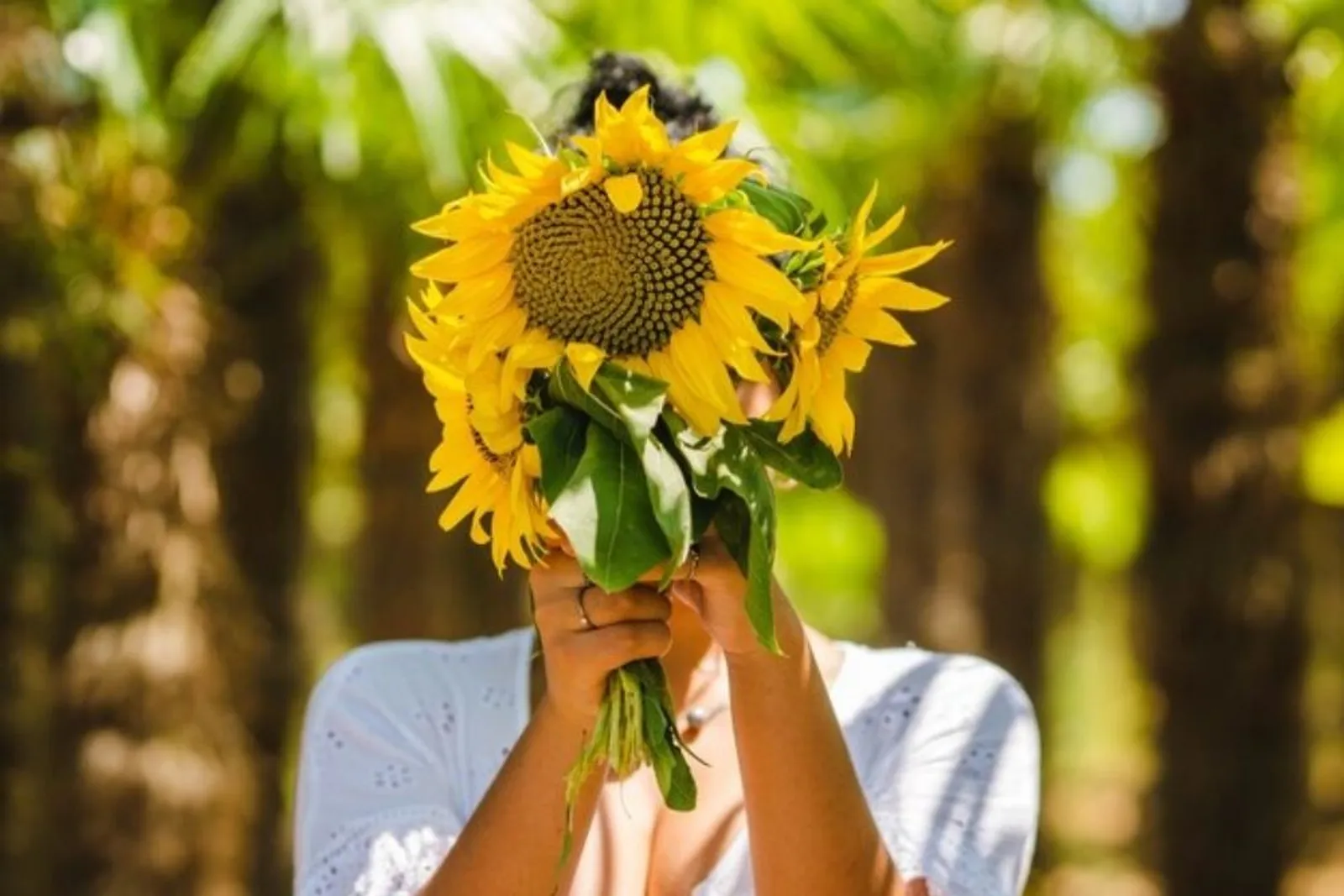 Suka Berkebun? Ini 5 Cara Merawat Bunga Matahari untuk Pemula