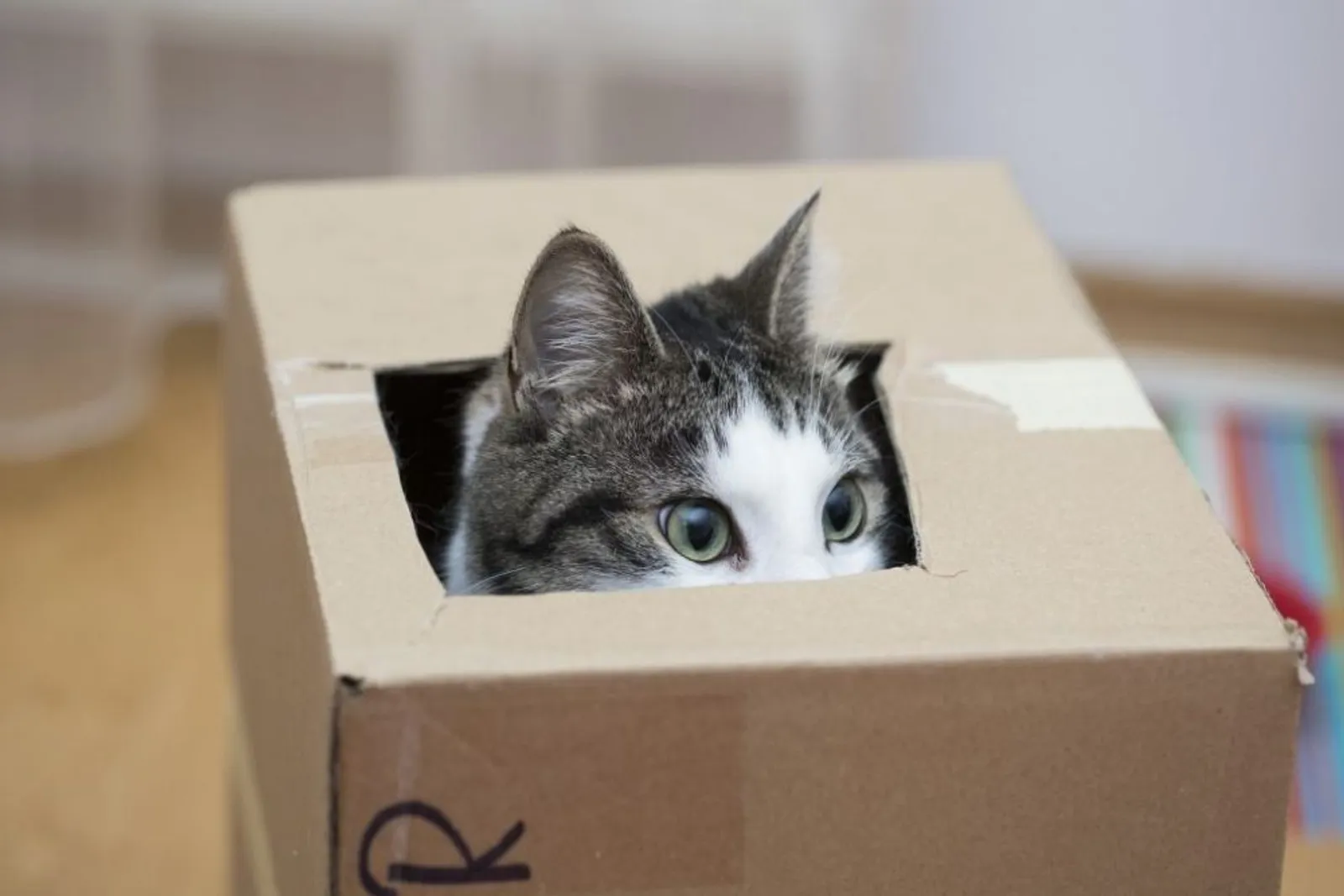 8 Penjelasan Ilmiah Kenapa Kucing Suka Bermain dengan Kardus