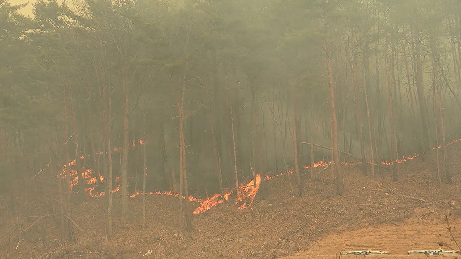 Masih Hiatus, Song Ji Ah Donasi untuk Kebakaran Hutan di Korea Selatan