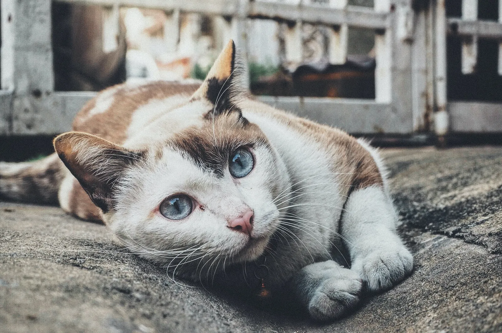 Selain Buncit, ini Ciri-Ciri dan Merawat Kucing yang Sedang Hamil 