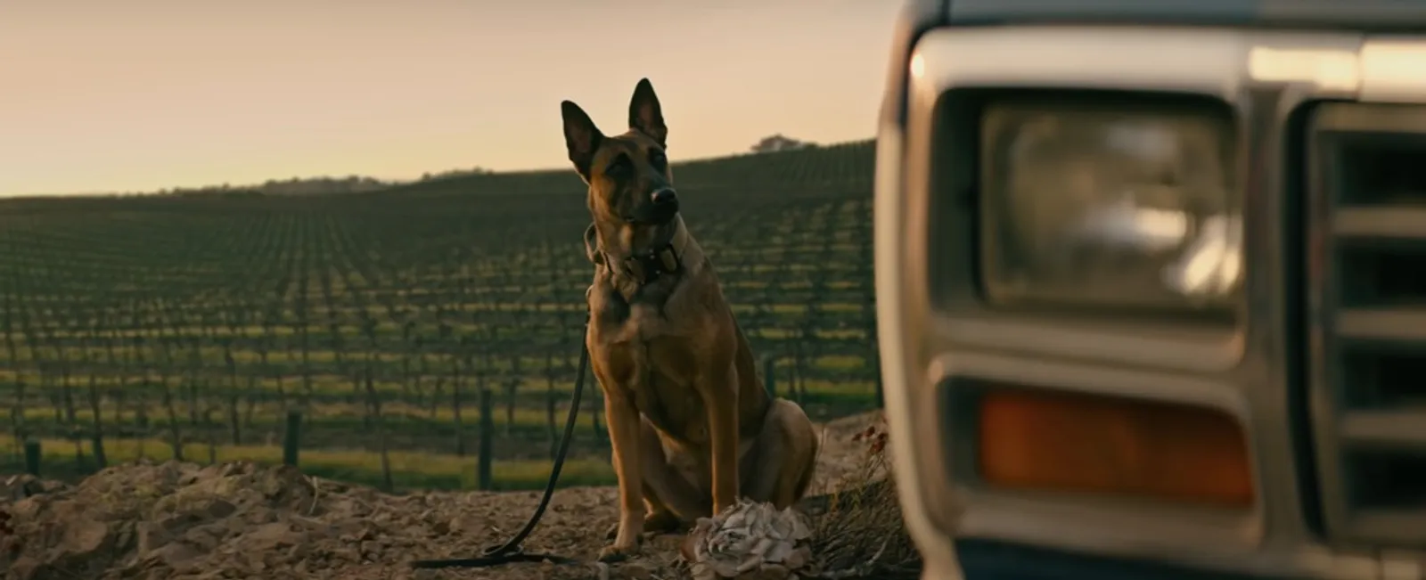 5 Fakta 'Dog', Film Debut Channing Tatum sebagai Sutradara