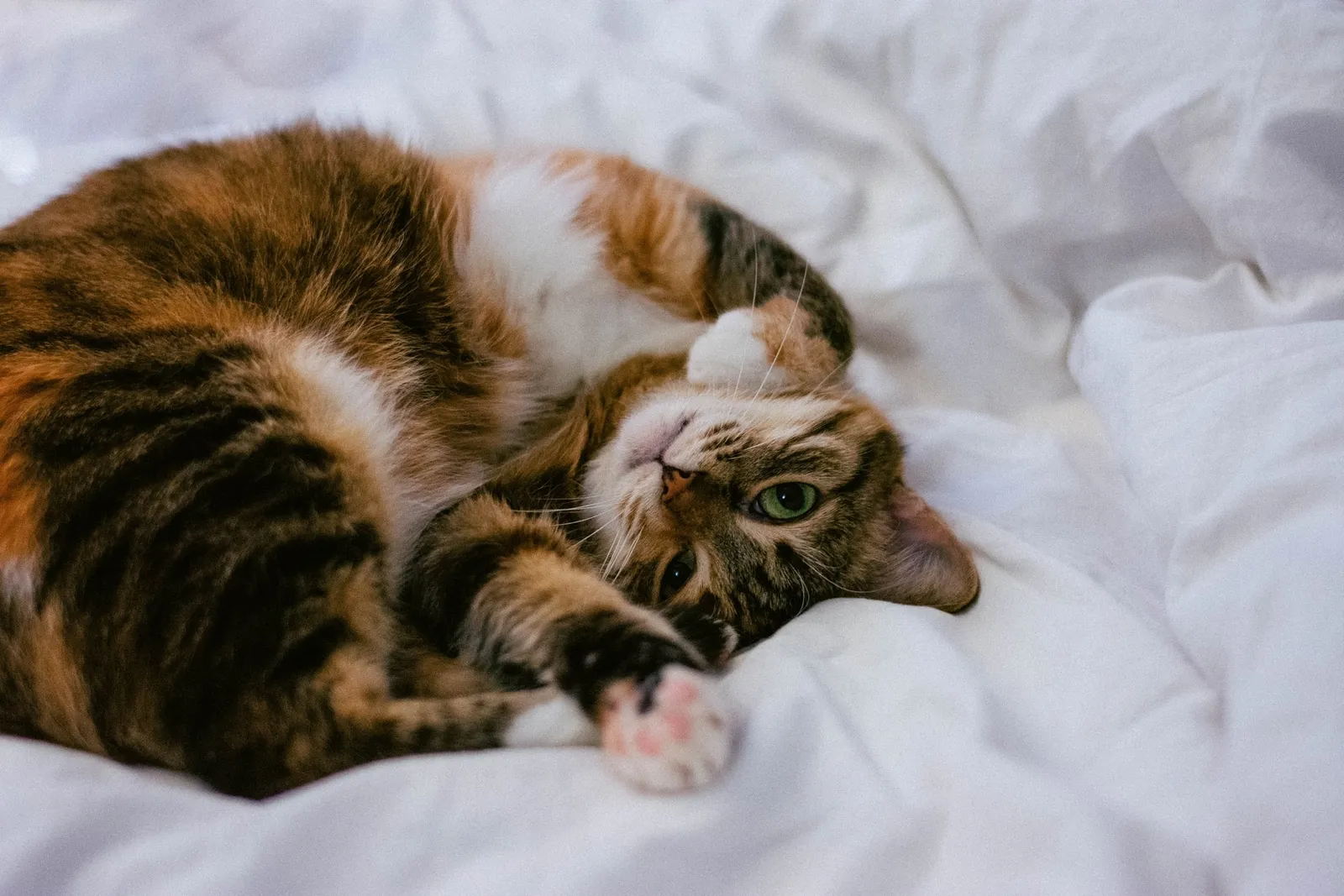 7 Cara Menggemukkan Kucing Peliharaanmu, Tanpa Membuatnya Obesitas