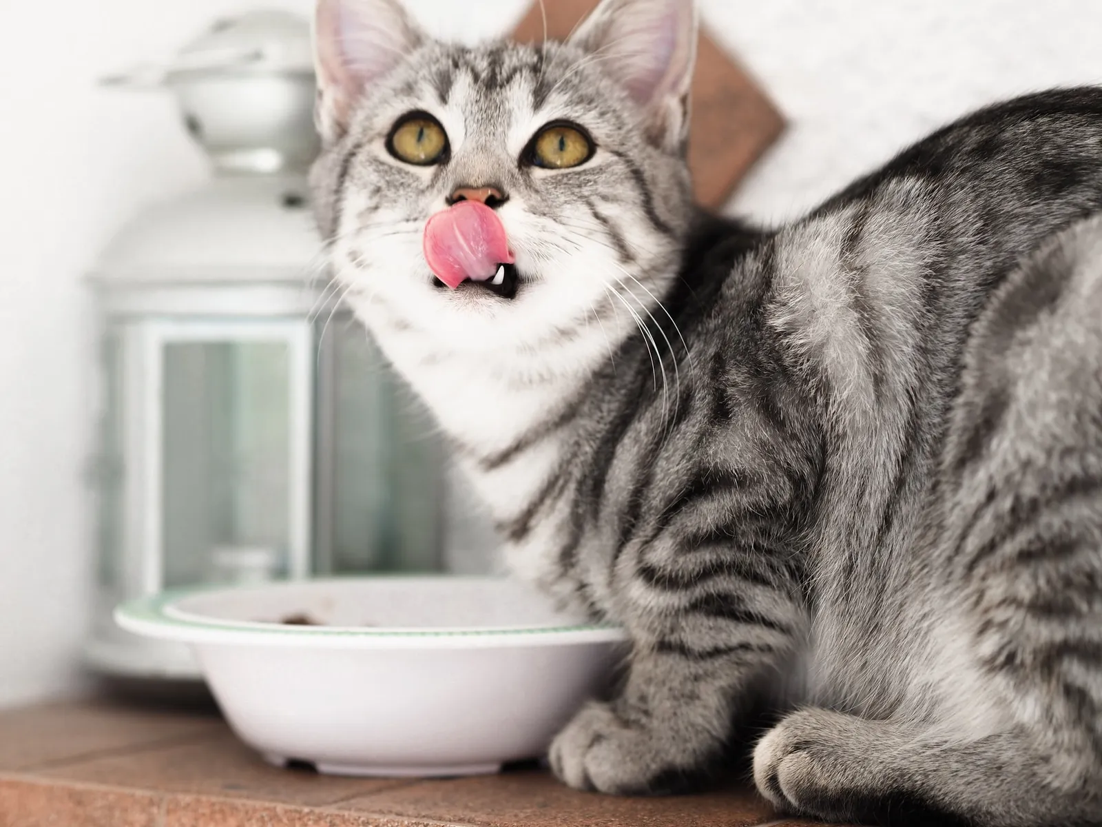 7 Cara Menggemukkan Kucing Peliharaanmu, Tanpa Membuatnya Obesitas