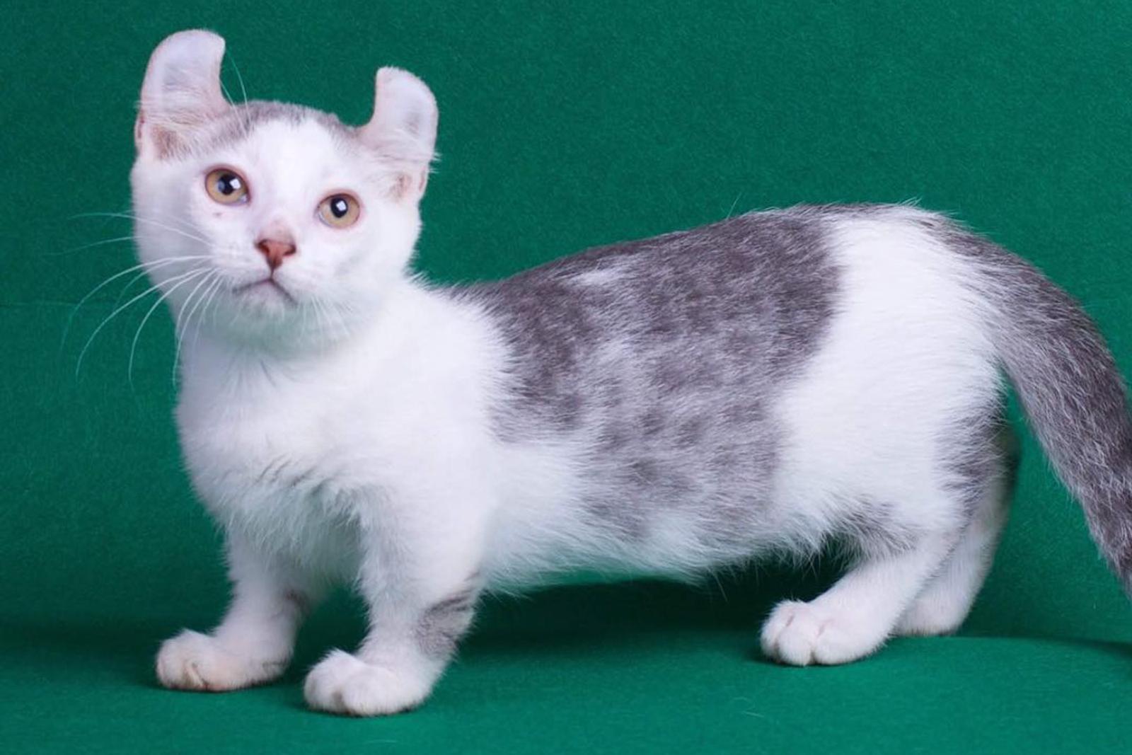 7 Jenis Kucing Berkaki Pendek, Gemes!