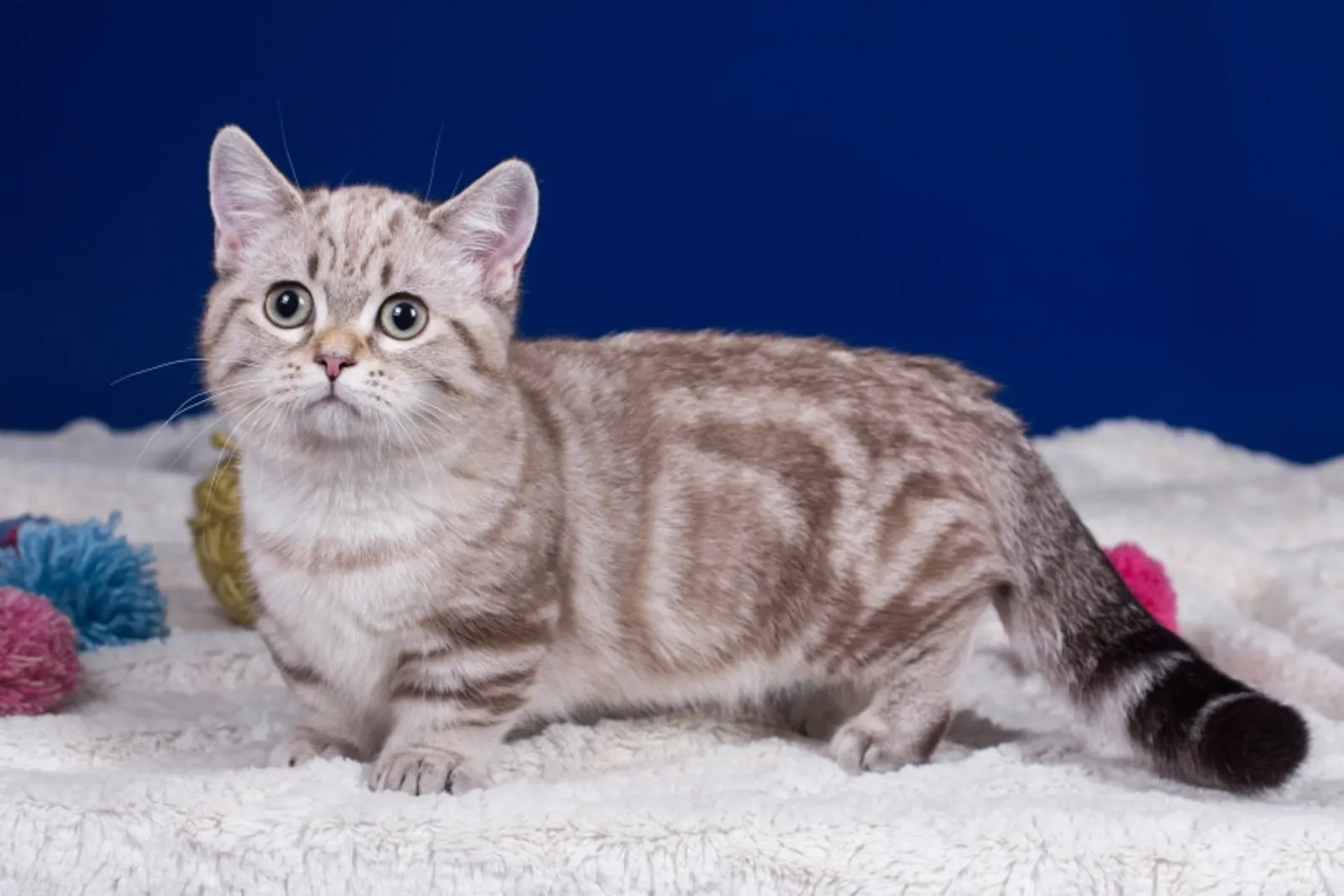 5 Manfaat Sterilisasi Kucing, Menjaga Kesehatan dan Cegah Overpopulasi