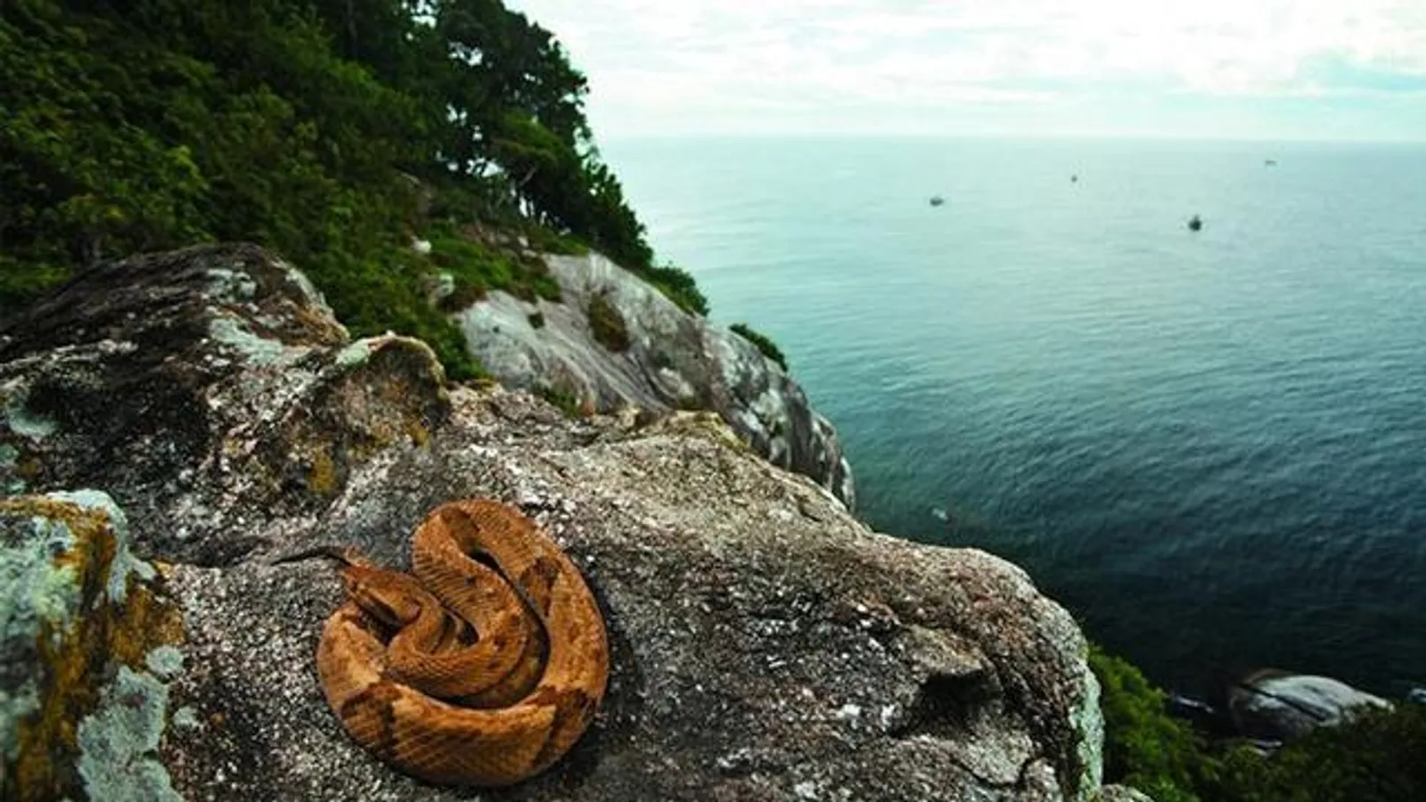 Mengenal Snake Island, Pulau Kecil Paling Mematikan di Dunia
