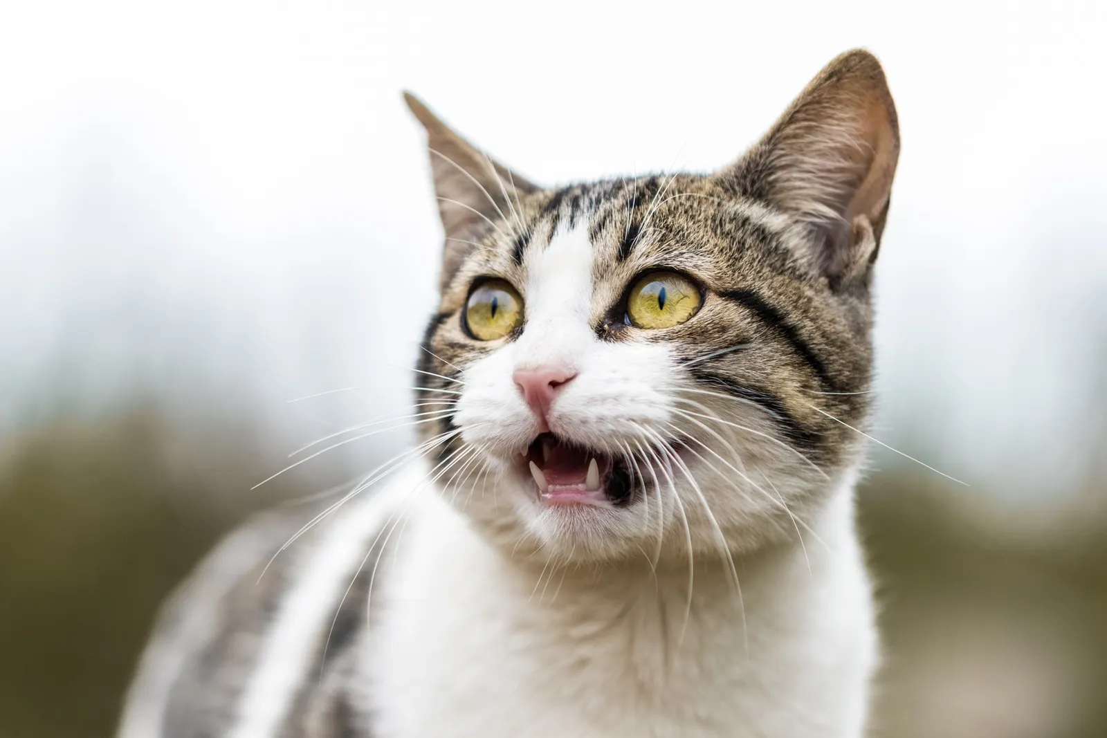 5 Ciri Kucing Hamil Selain Perut Buncit dan Cara Merawatnya
