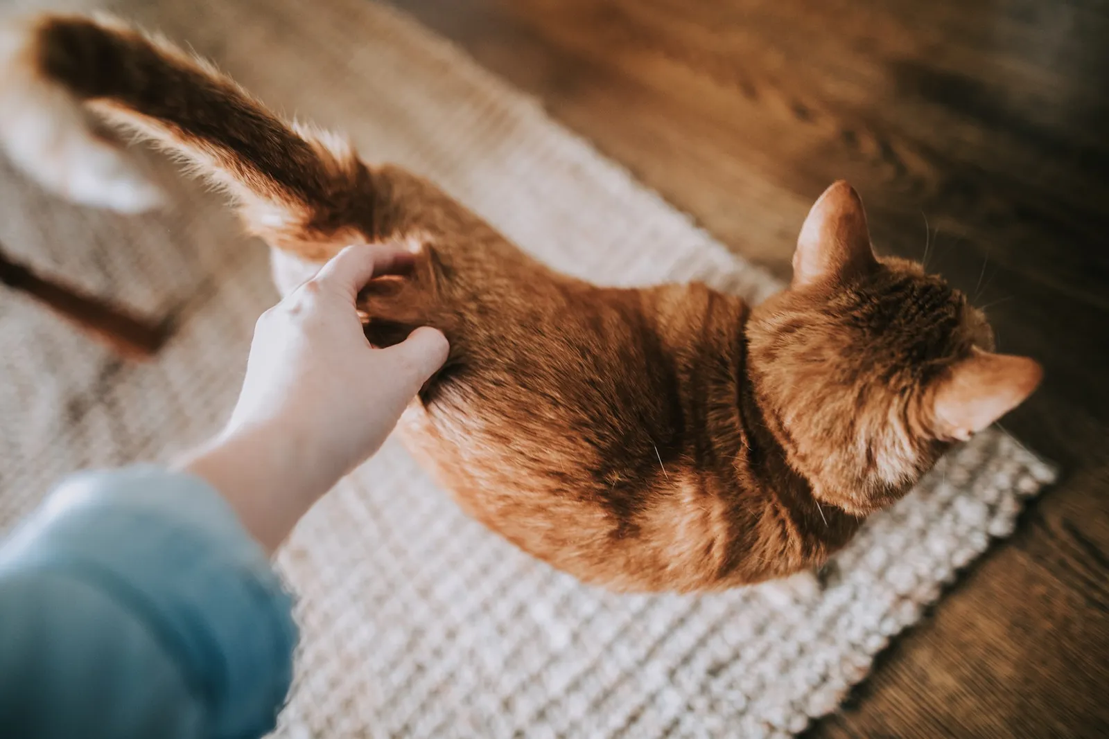 5 Ciri Kucing Hamil Selain Perut Buncit dan Cara Merawatnya