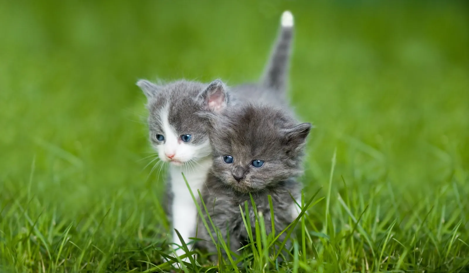 7 Cara Mudah Merawat Anak Kucing Tanpa Induk, Siap Mengadopsinya?