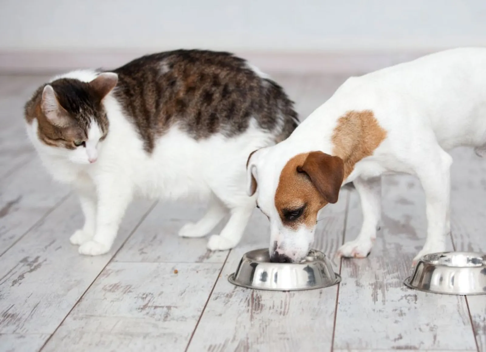 Hati-Hati! 7 Makanan Ini Justru Berbahaya Bagi Kucing