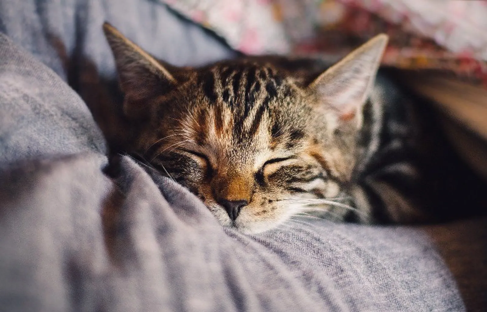 Dikenal Punya 9 Nyawa, Berapa Lama Kucing Dapat Bertahan Hidup?