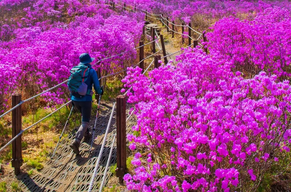 Liburan Hemat, 8 Wisata Seru di Daegu Ini Harus Kamu Kunjungi