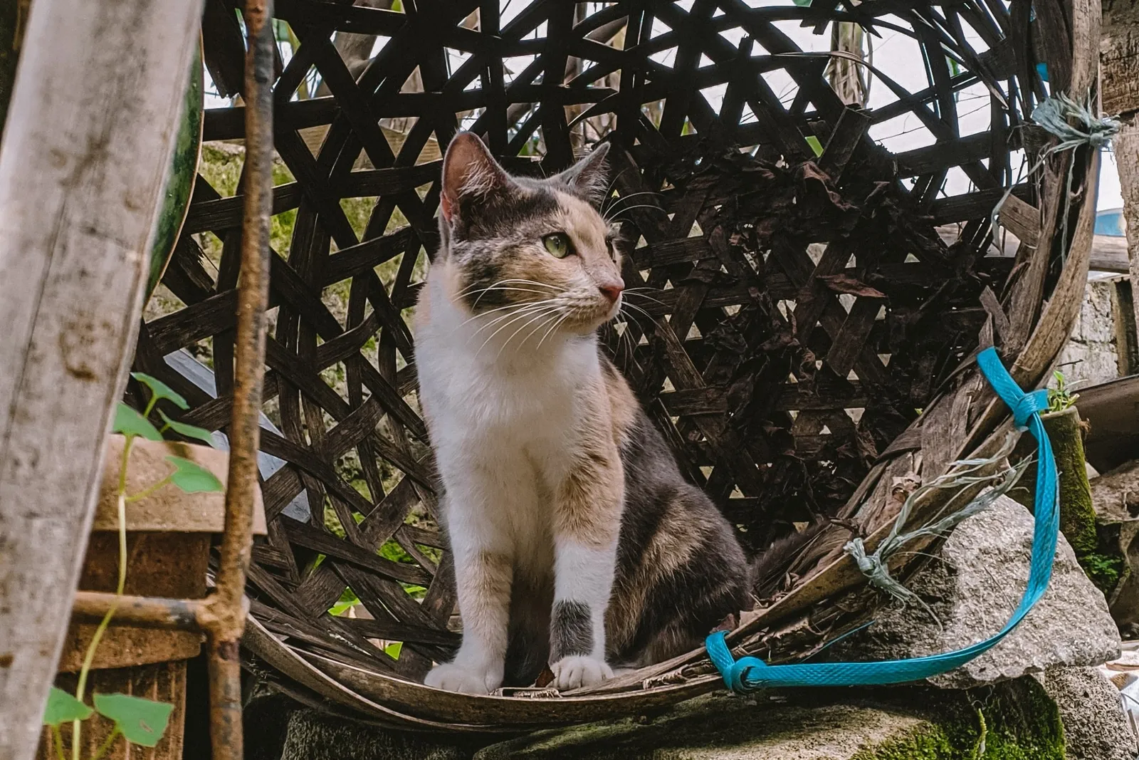 5 Cara Menjinakkan Kucing Liar, Dijamin jadi Manja dan Penurut