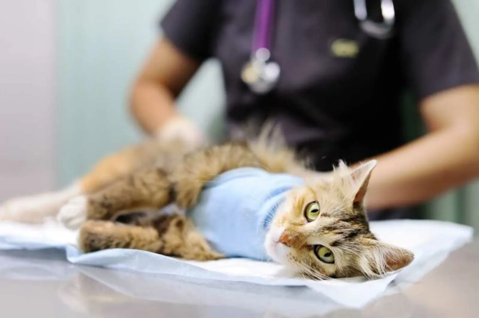 Begini 7 Cara Sembuhkan Kucing dari Penyakit Flu!