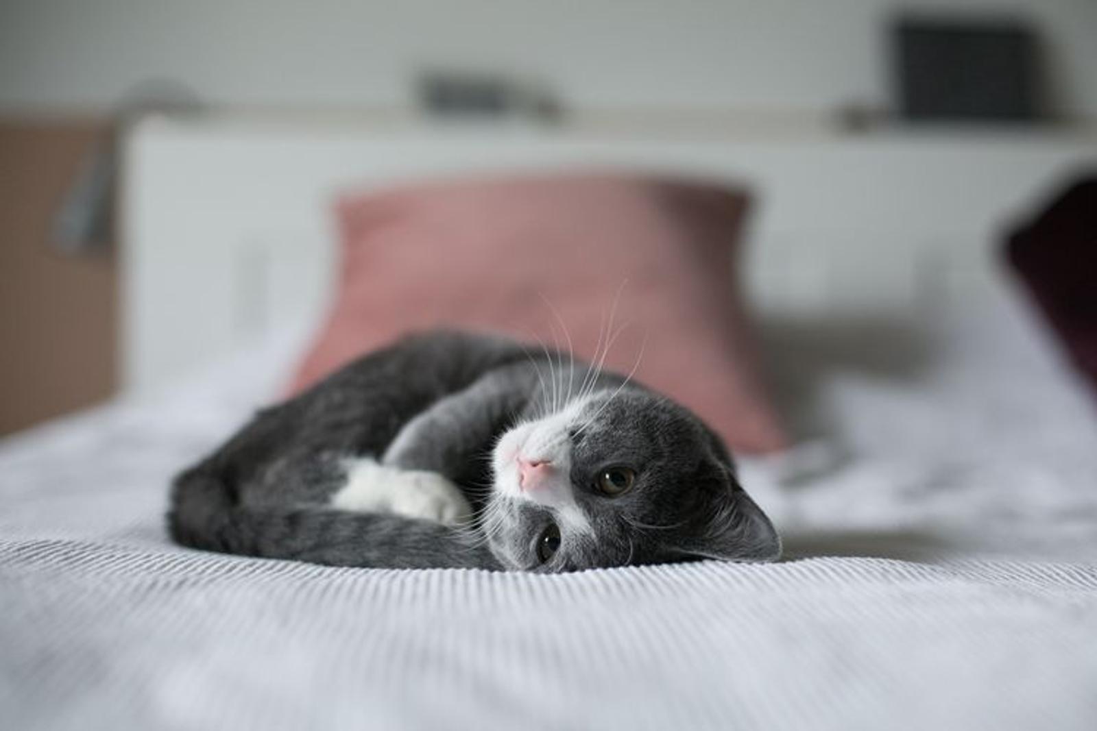 Cara Mengetahui Apakah Kentut Kucing Normal atau Pertanda Sakit